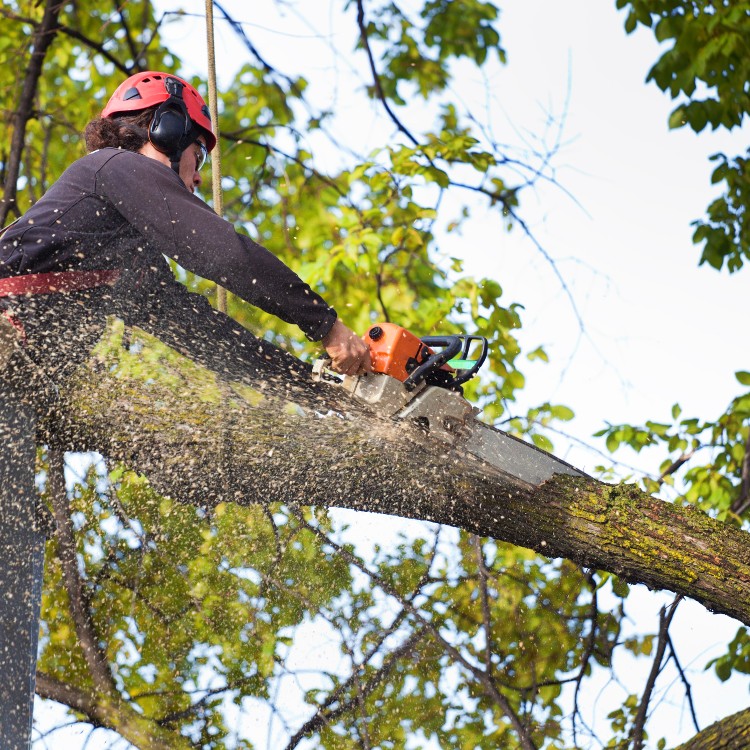 Arborist service in Atlanta, GA Arborist service in Atlanta, GA