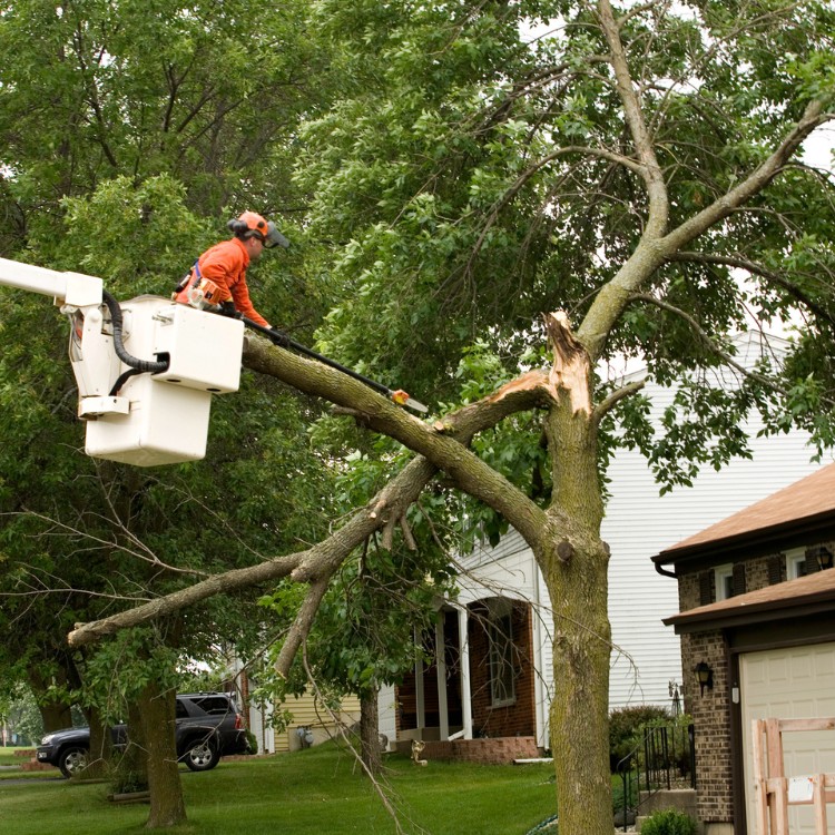 Arborist service in Atlanta, GA Arborist service in Atlanta, GA