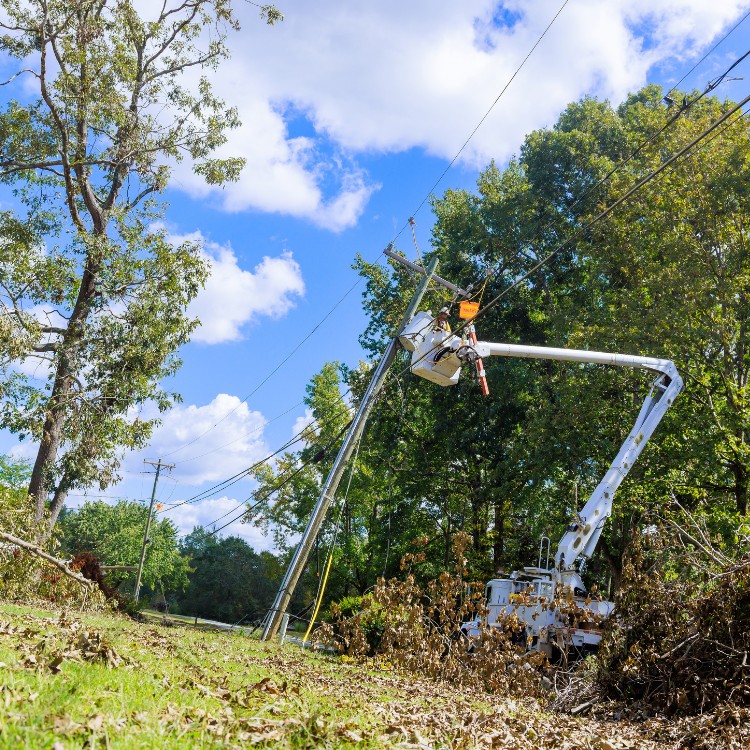 Arborist service in Atlanta, GA