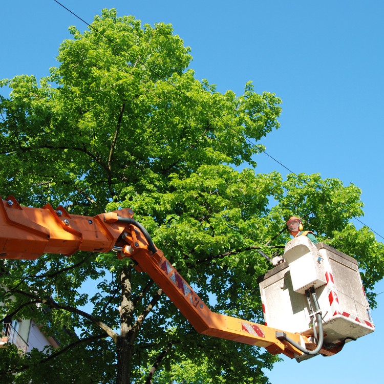 Arborist service in Atlanta, GA