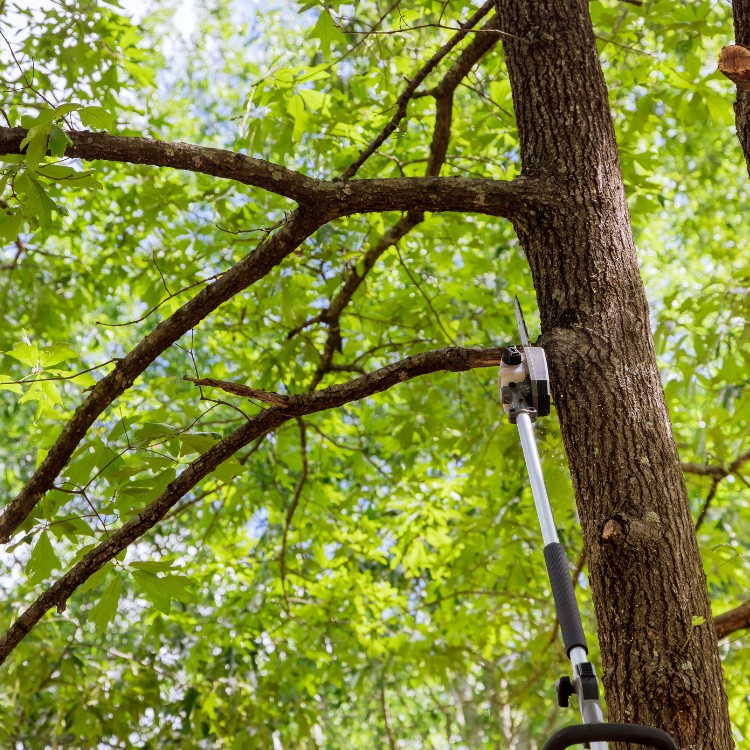 Arborist service in Atlanta, GA
