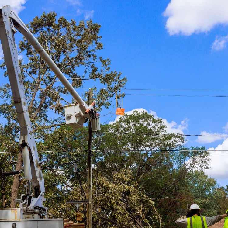 Arborist service in Atlanta, GA Arborist service in Atlanta, GA