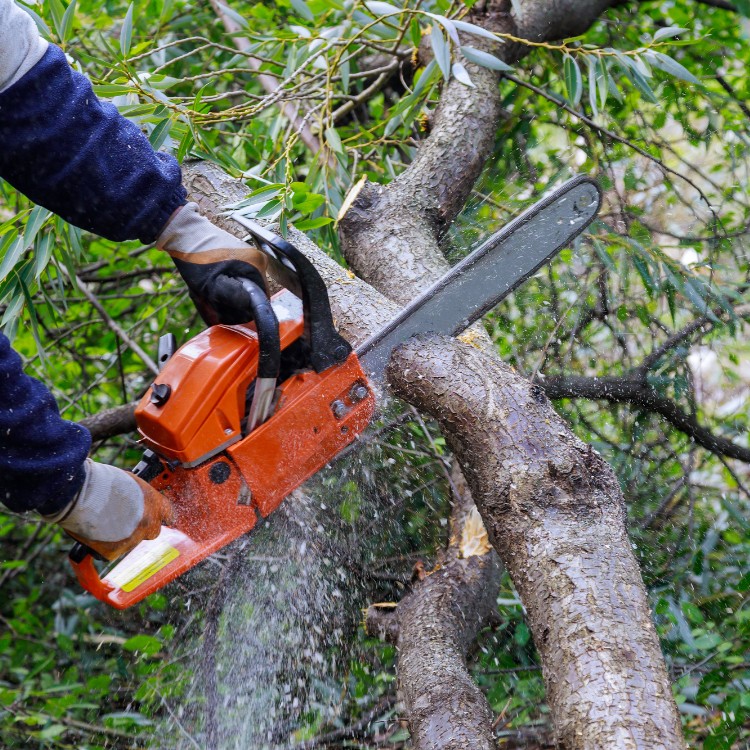 Arborist service in Atlanta, GA Arborist service in Atlanta, GA