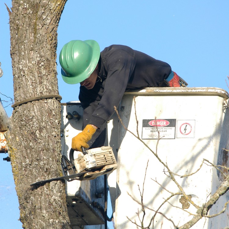 Arborist service in Atlanta, GA Arborist service in Atlanta, GA