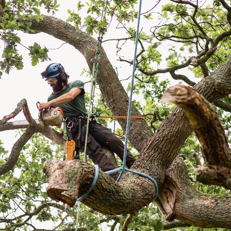 Arborist service in Atlanta, GA Arborist service in Atlanta, GA