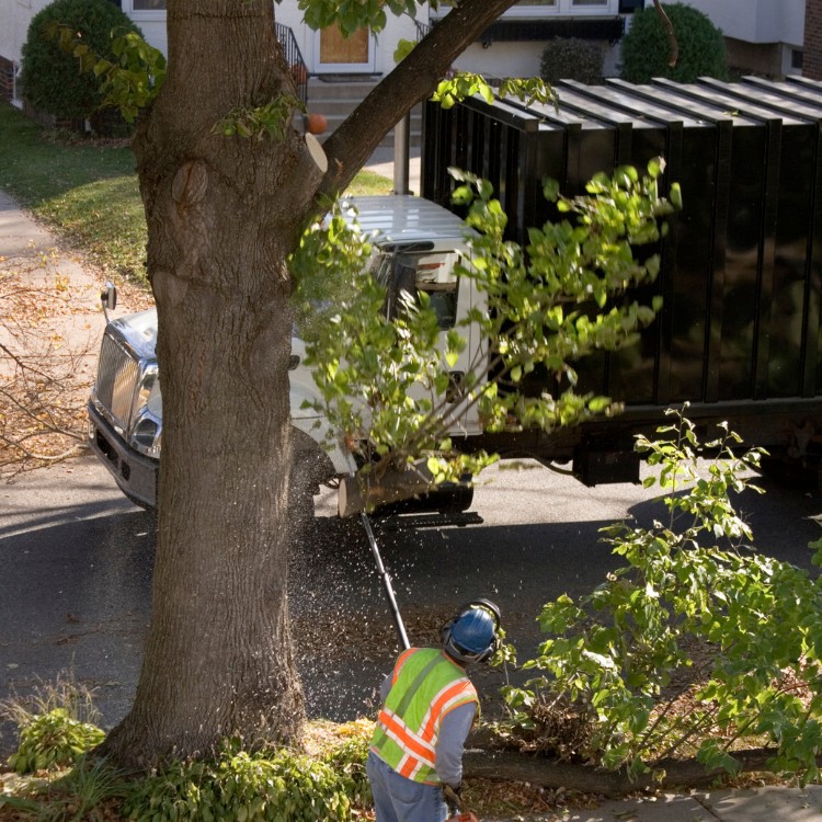 Arborist service in Atlanta, GA Arborist service in Atlanta, GA