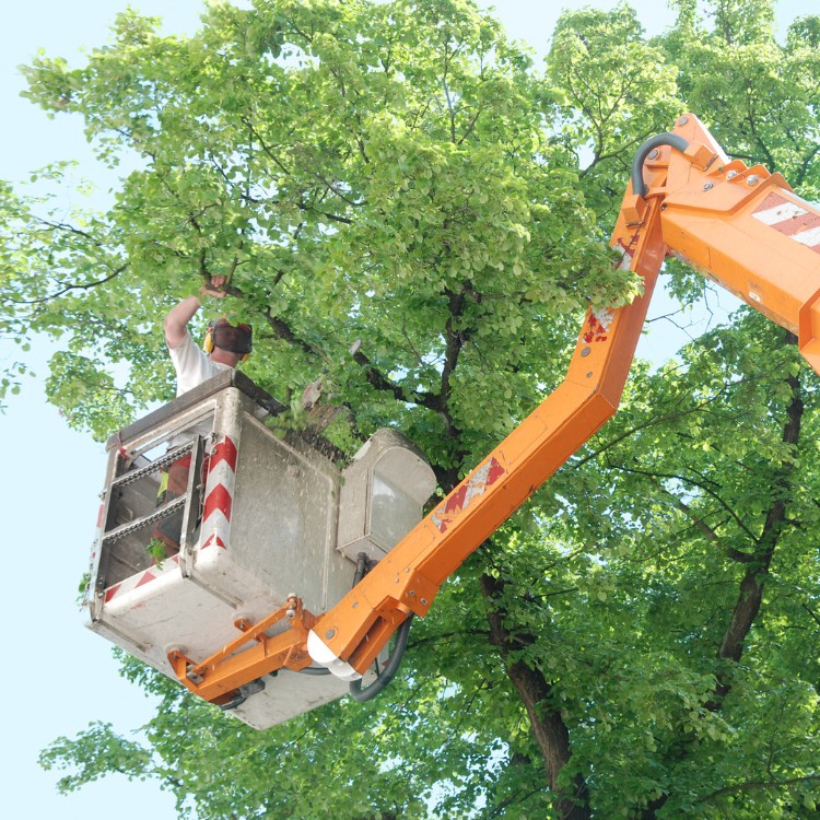 Arborist service in Atlanta, GA