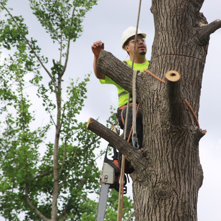 Arborist service in Atlanta, GA Arborist service in Atlanta, GA